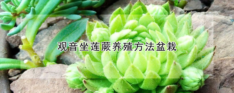 觀音坐蓮蕨養(yǎng)殖方法盆栽