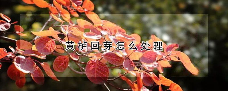 黃櫨回芽怎么處理