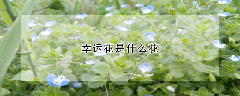 幸運(yùn)花是什么花