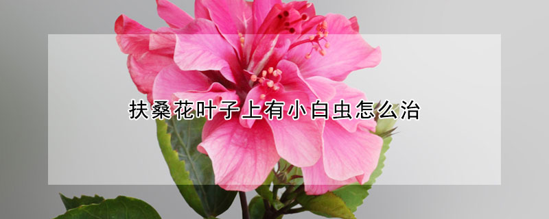 扶桑花葉子上有小白蟲(chóng)怎么治