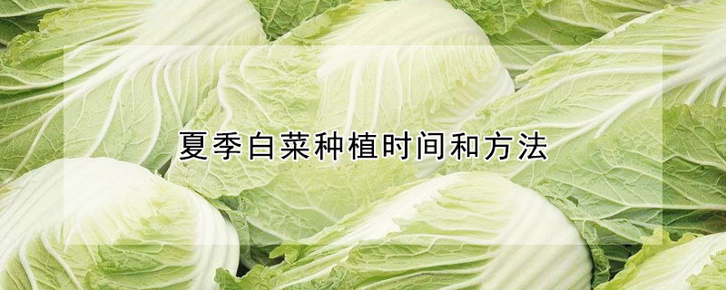 夏季白菜種植時間和方法