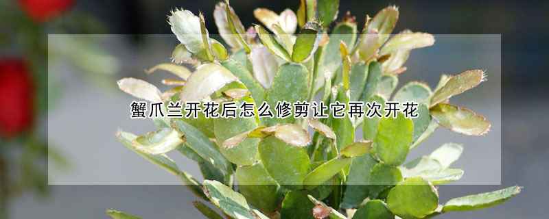 蟹爪蘭開花后怎么修剪讓它再次開花