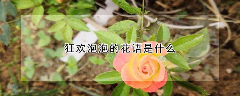 狂歡泡泡的花語是什么