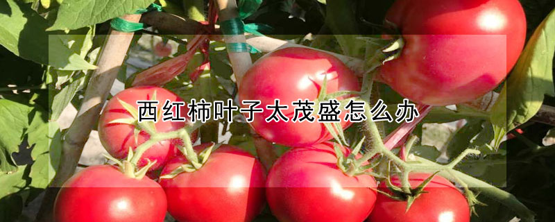 西紅柿葉子太茂盛怎么辦