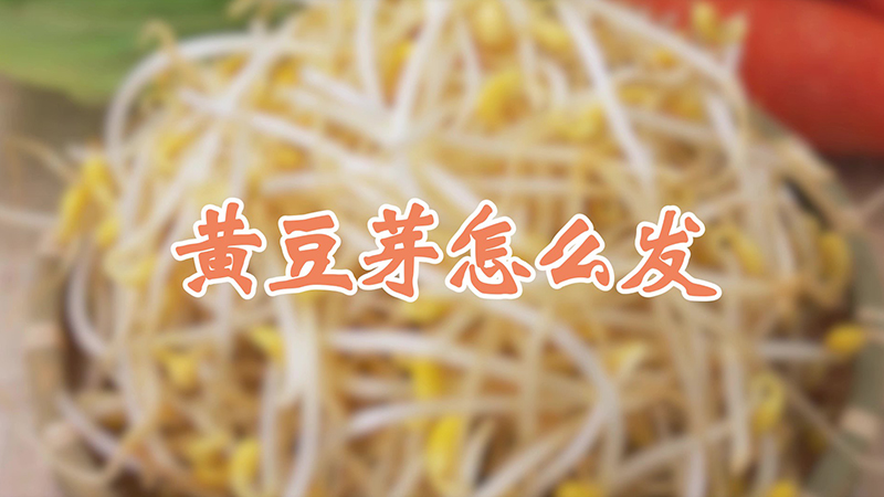 黃豆芽怎么發