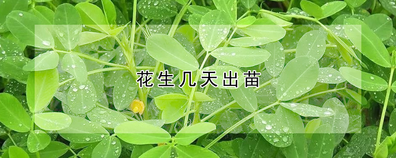 花生幾天出苗