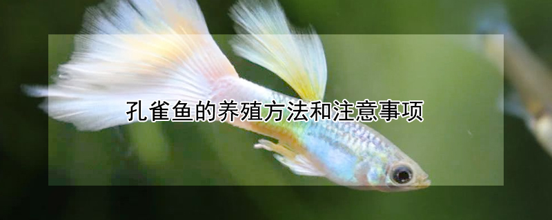 孔雀魚的養殖方法和注意事項