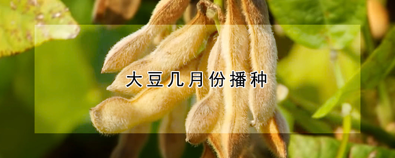 大豆幾月份播種