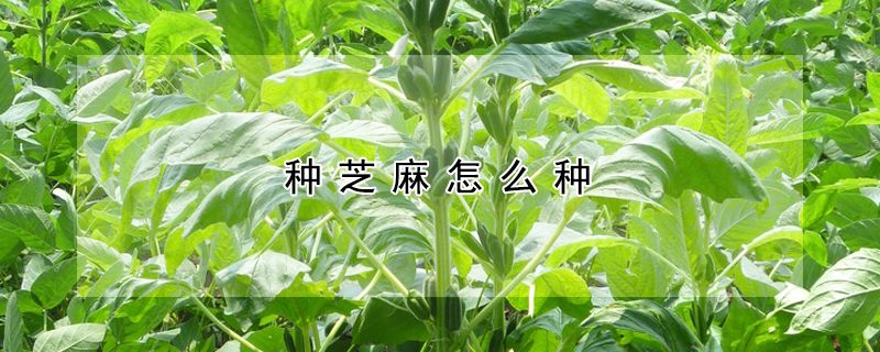 種芝麻怎么種