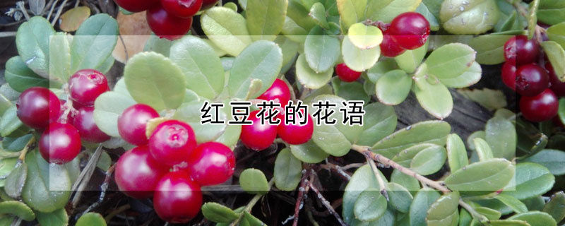 紅豆花的花語