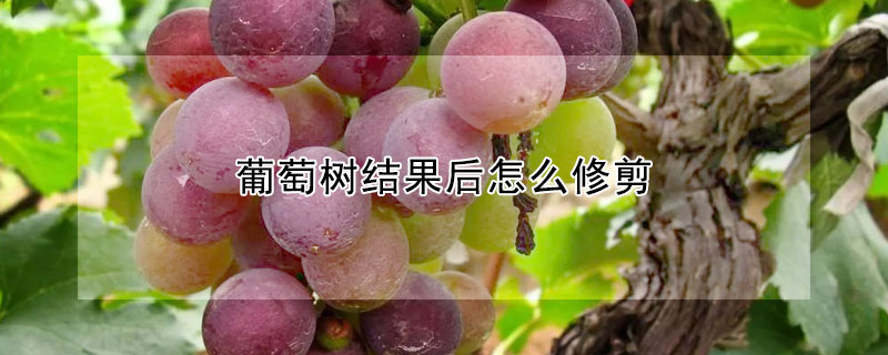 葡萄樹結果后怎么修剪