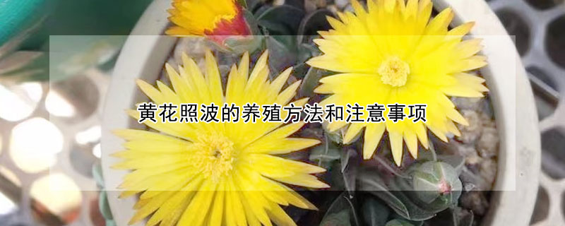 黃花照波的養(yǎng)殖方法和注意事項(xiàng)