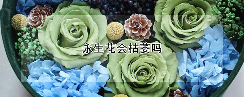 永生花會(huì)枯萎嗎