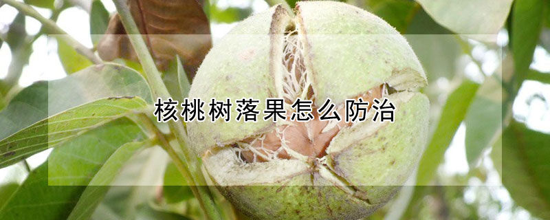 核桃樹(shù)落果怎么防治