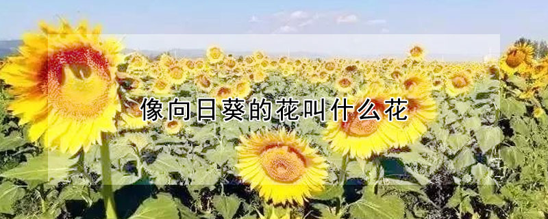 像向日葵的花叫什么花