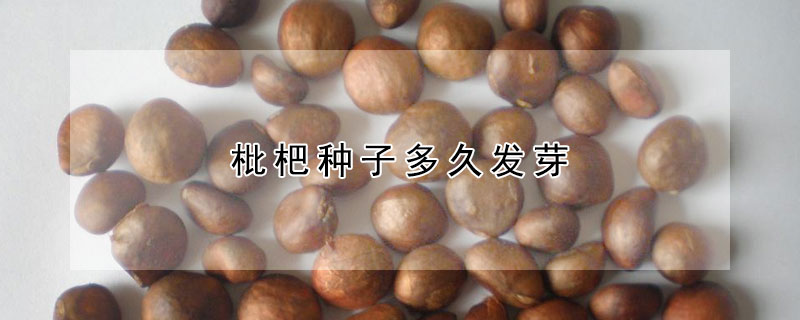 枇杷種子多久發芽