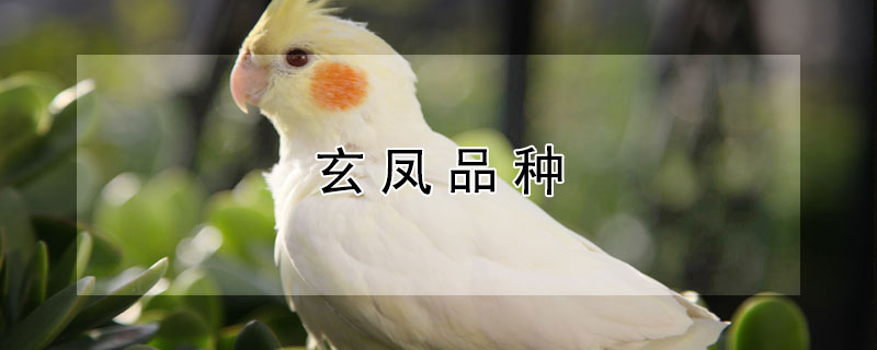 玄鳳品種