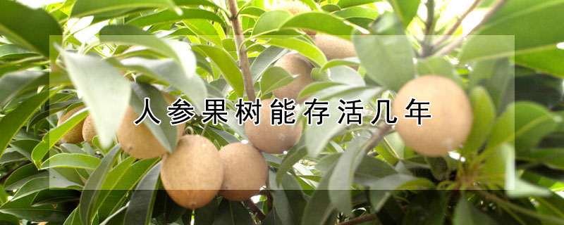 人參果樹(shù)能存活幾年