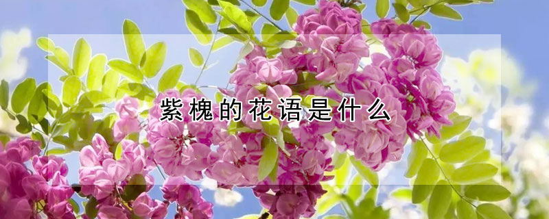 紫槐的花語是什么