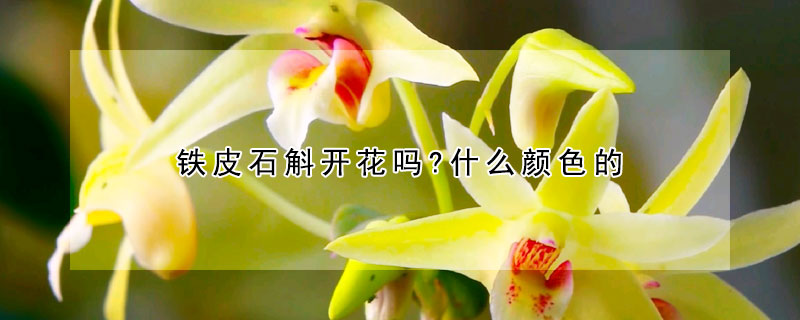 鐵皮石斛開花嗎?什么顏色的