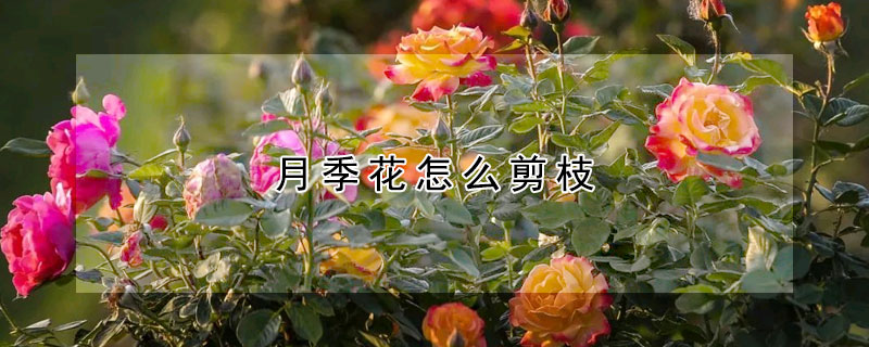 月季花怎么剪枝