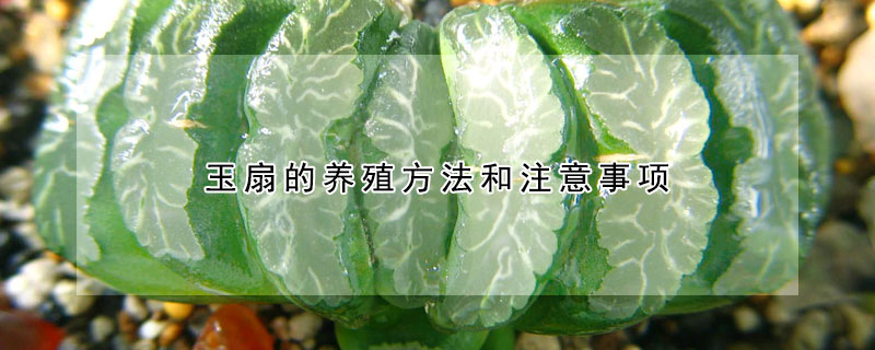 玉扇的養(yǎng)殖方法和注意事項(xiàng)