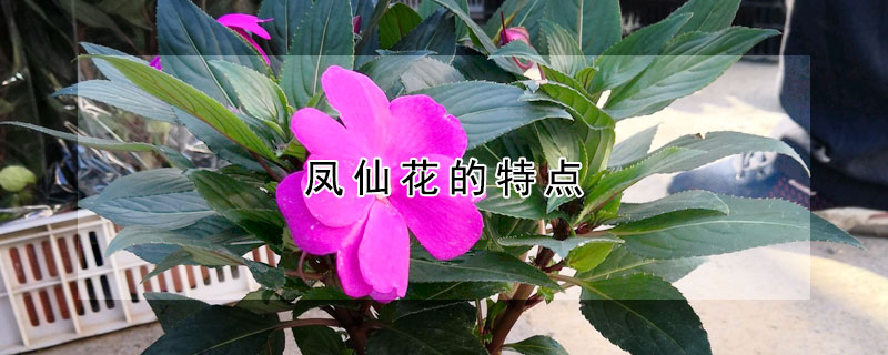 鳳仙花的特點(diǎn)