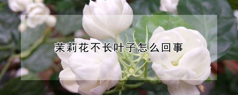 茉莉花不長葉子怎么回事