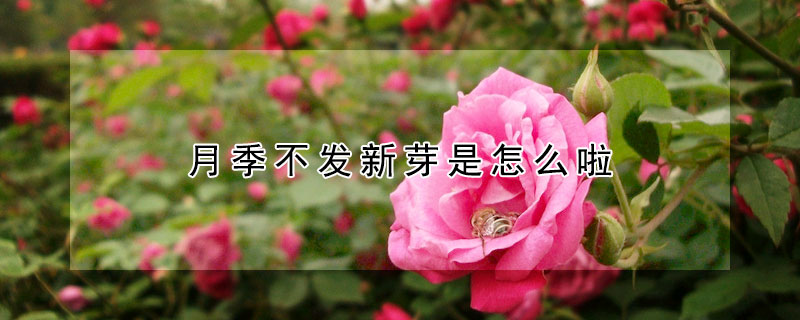 月季不發(fā)新芽是怎么啦