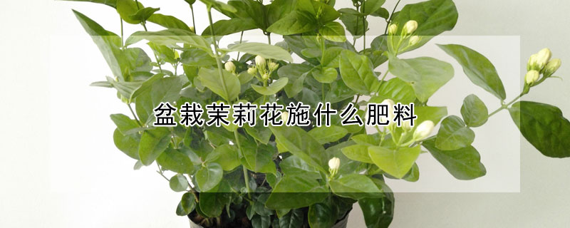 盆栽茉莉花施什么肥料