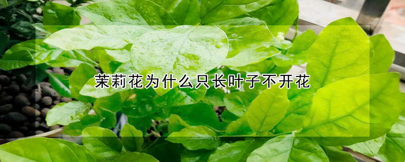 茉莉花為什么只長葉子不開花