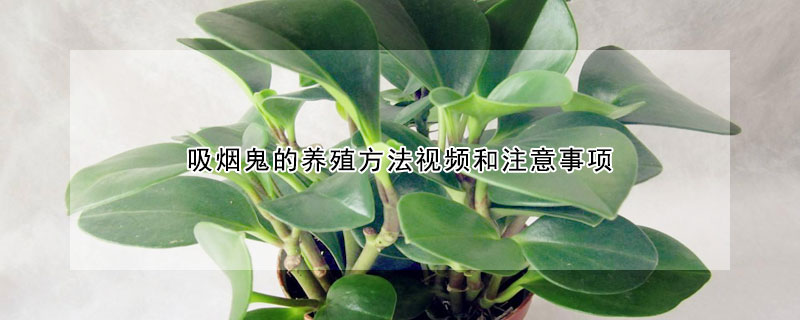 吸煙鬼的養(yǎng)殖方法視頻和注意事項(xiàng)