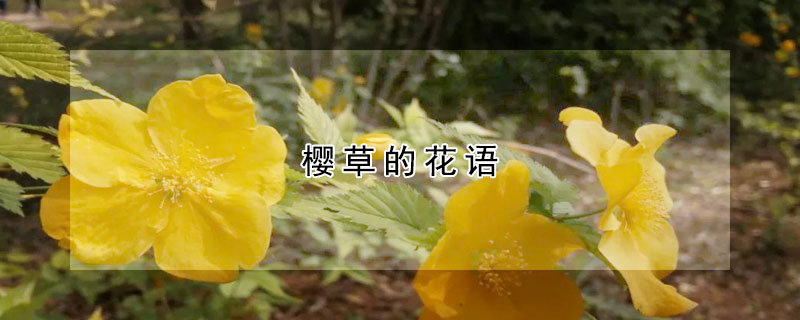 櫻草的花語