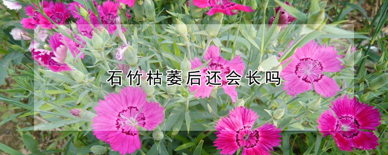 石竹枯萎后還會(huì)長(zhǎng)嗎