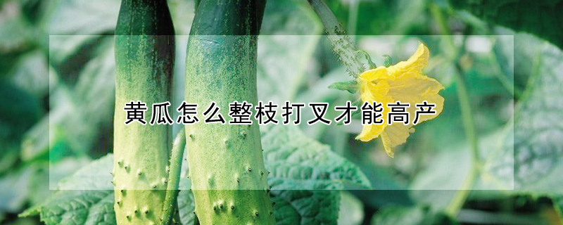 黃瓜怎么整枝打叉才能高產(chǎn)