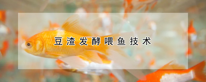 豆渣發酵喂魚技術