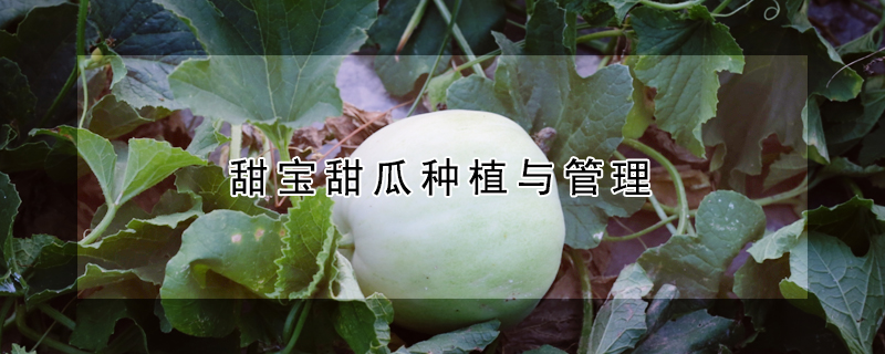 甜寶甜瓜種植與管理