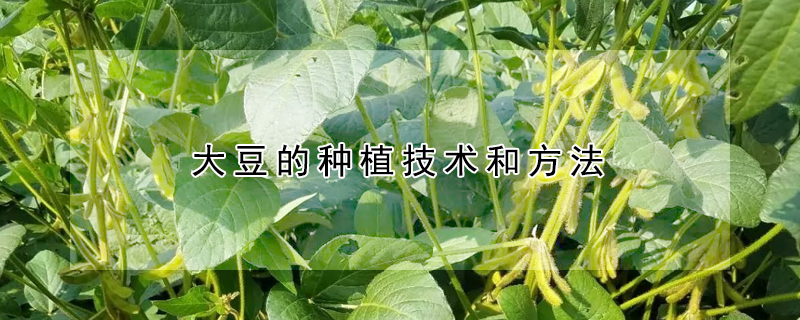 大豆的種植技術和方法