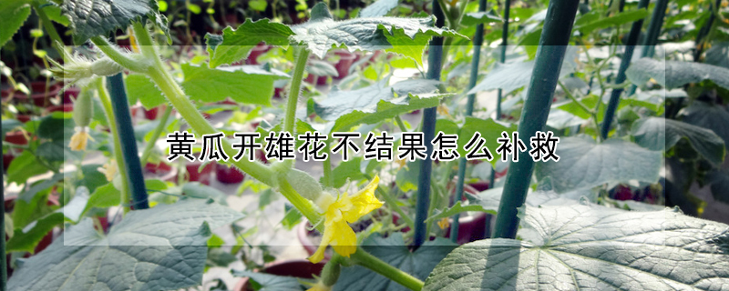 黃瓜開雄花不結果怎么補救