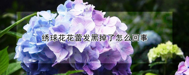 繡球花花蕾發(fā)黑掉了怎么回事