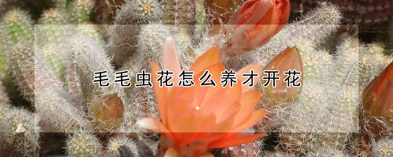 毛毛蟲花怎么養(yǎng)才開花