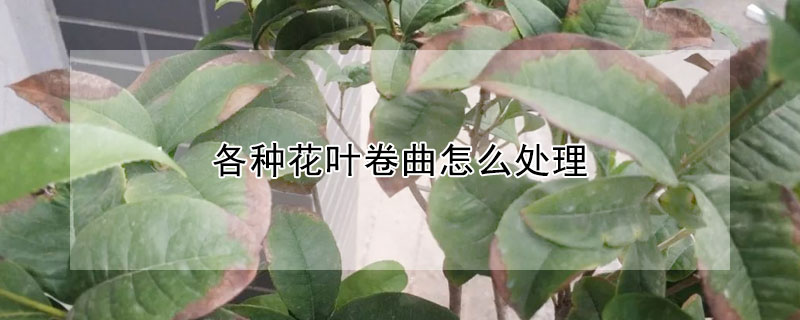 各種花葉卷曲怎么處理