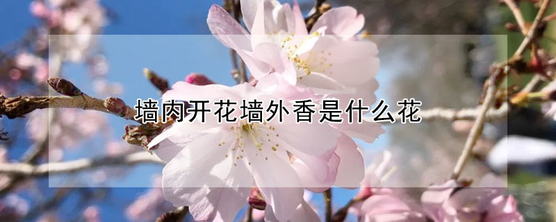 墻內開花墻外香是什么花