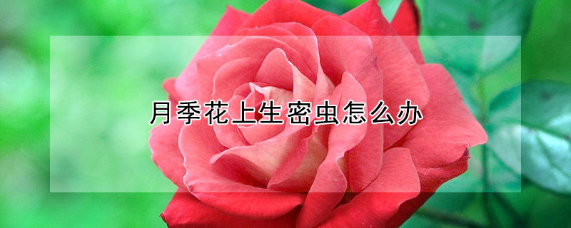 月季花上生密蟲怎么辦