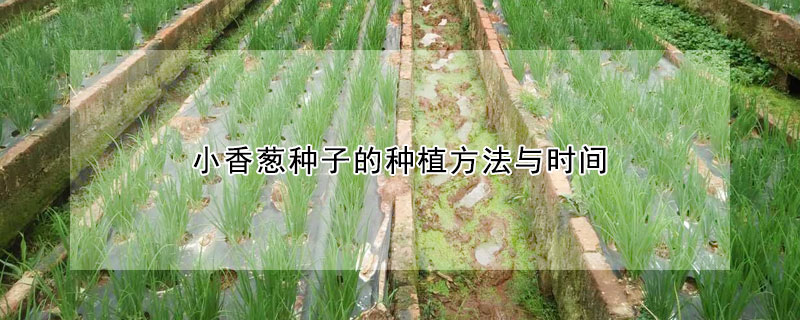 小香蔥種子的種植方法與時間