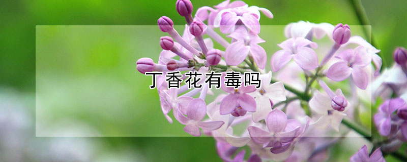 丁香花有毒嗎