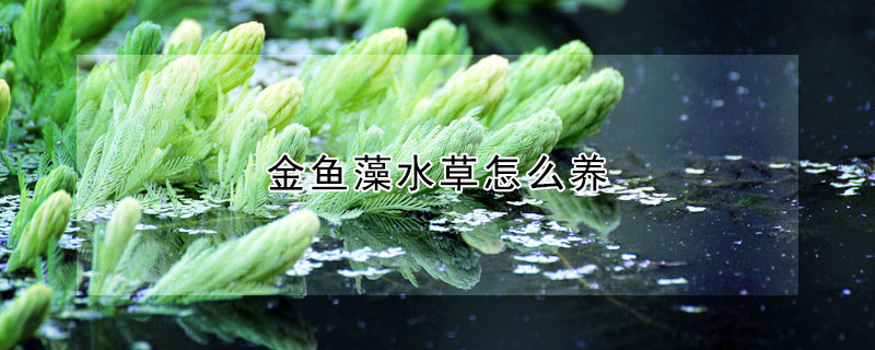 金魚藻水草怎么養