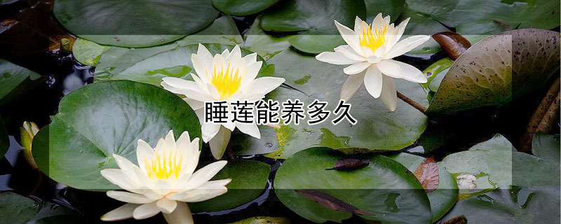 睡蓮能養(yǎng)多久