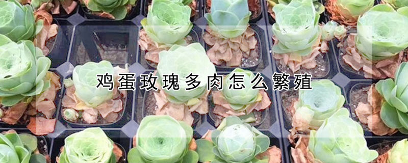 雞蛋玫瑰多肉怎么繁殖