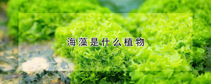 海藻是什么植物